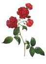 گل رز مینیاتوری